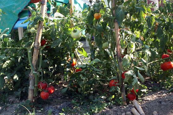 tomatoes-corfu