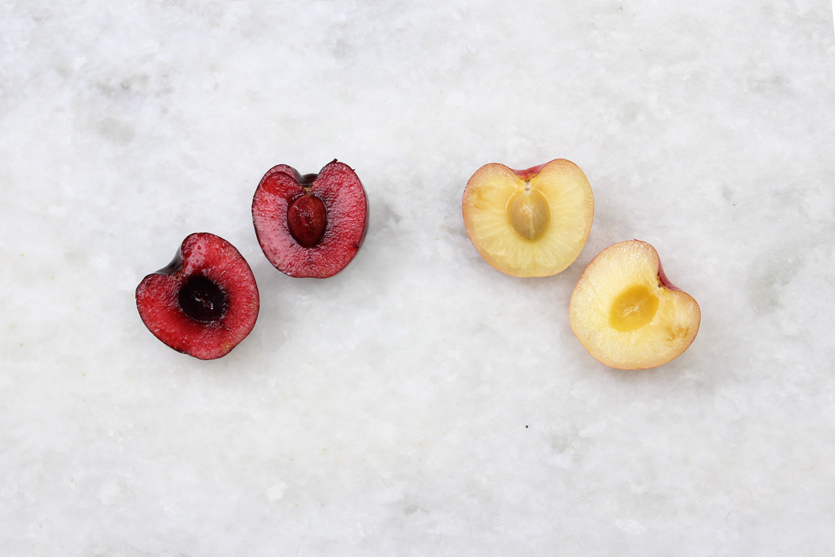 bing cherries in a can