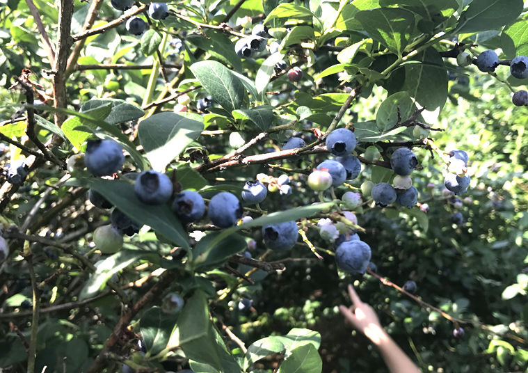 Blueberry-bush-pick