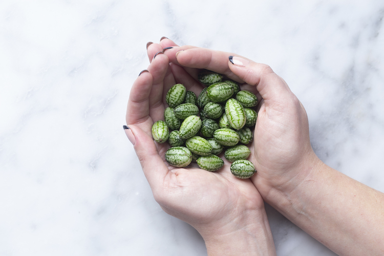 Have you ever met a Cucamelon?