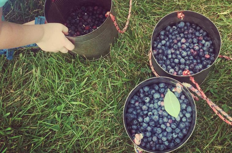 You Pick Blueberries Near Chicago - A Day Trip Itinerary